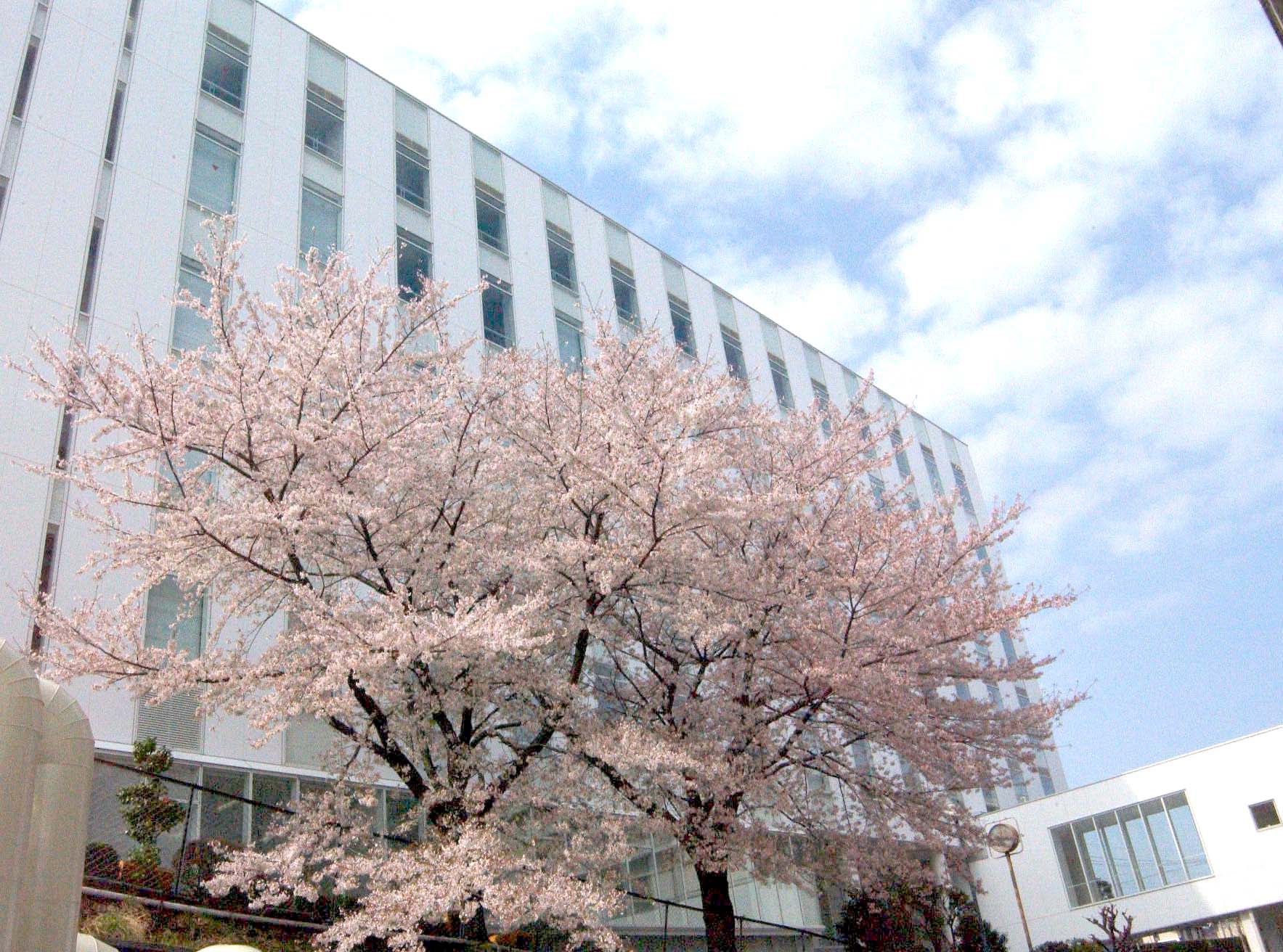聖マリアンナ医科大学病院 臨床検査技師の求人